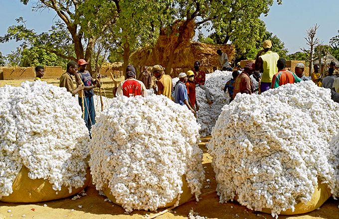 cote-divoire-campagne-agricole-2025-2025-le-prix-du-kilogramme-du-coton-fixe-a-310-fcfa.jpg
