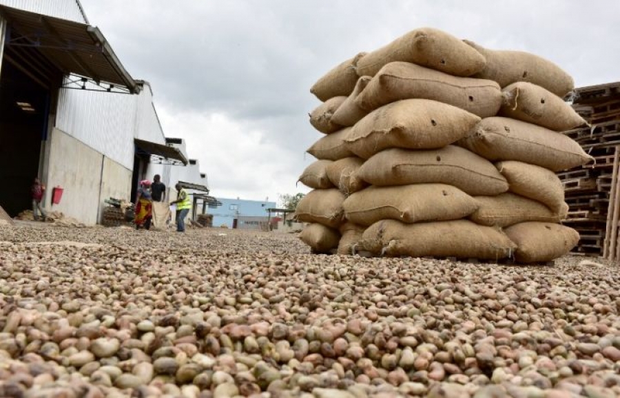 cote-divoire-commercialisation-de-la-noix-de-cajou-une-vente-record-de-1464000-t-realisee-en-2025.jpg